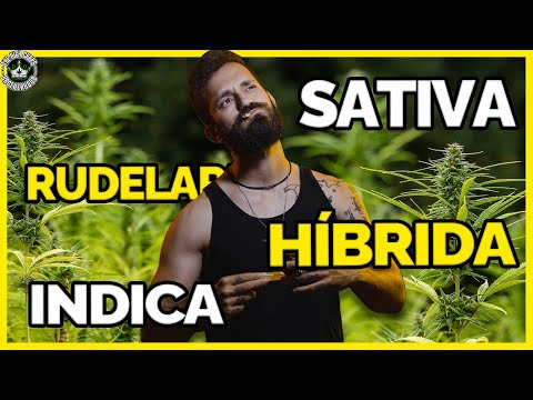 Tipos de Maconha e Suas Diferenças!