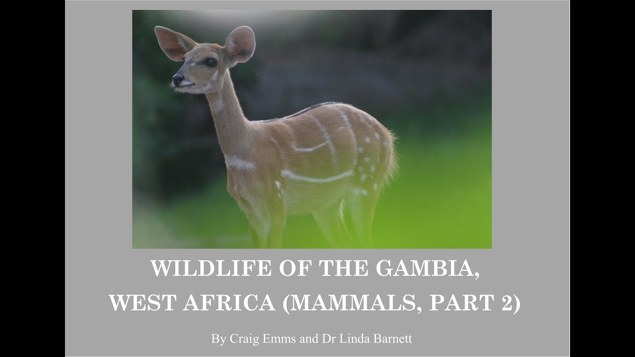 The Mammals of The Gambia, Part 2 - YouTube