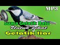 Suara Pikat gelatik batu terbaik durasi panjang,jernih dan ampuh.