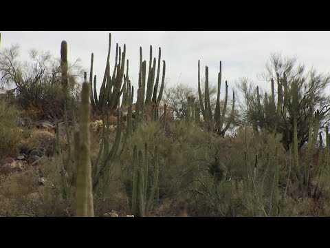 Video: Información sobre el cuidado de Organ Pipe Cactus