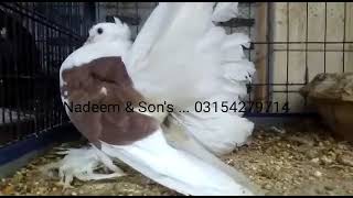 Beautiful Jumbo Size Saddle American Fantail chicks Huge Size Shield Indian Fantail Importline pair