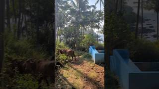 Shanti place in Goa#goa #shorts #india