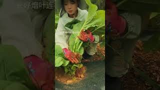 Precise Manual Weeding in Large-Leafed Tobacco Crops 🌿🤲✨