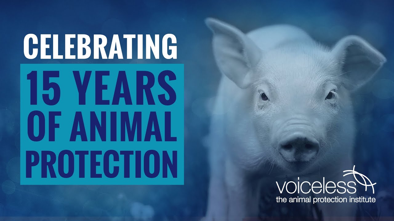 15 years of animal protection  🎉