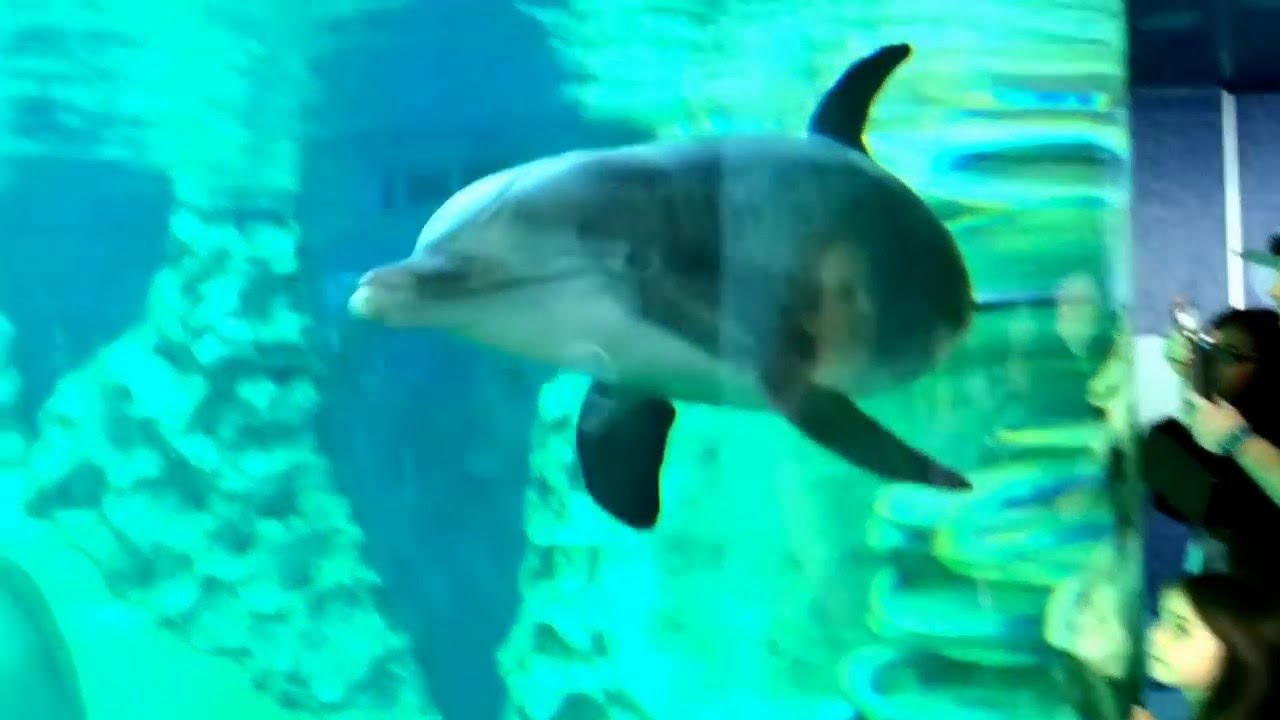 Dolphins GA Aquariums YouTube