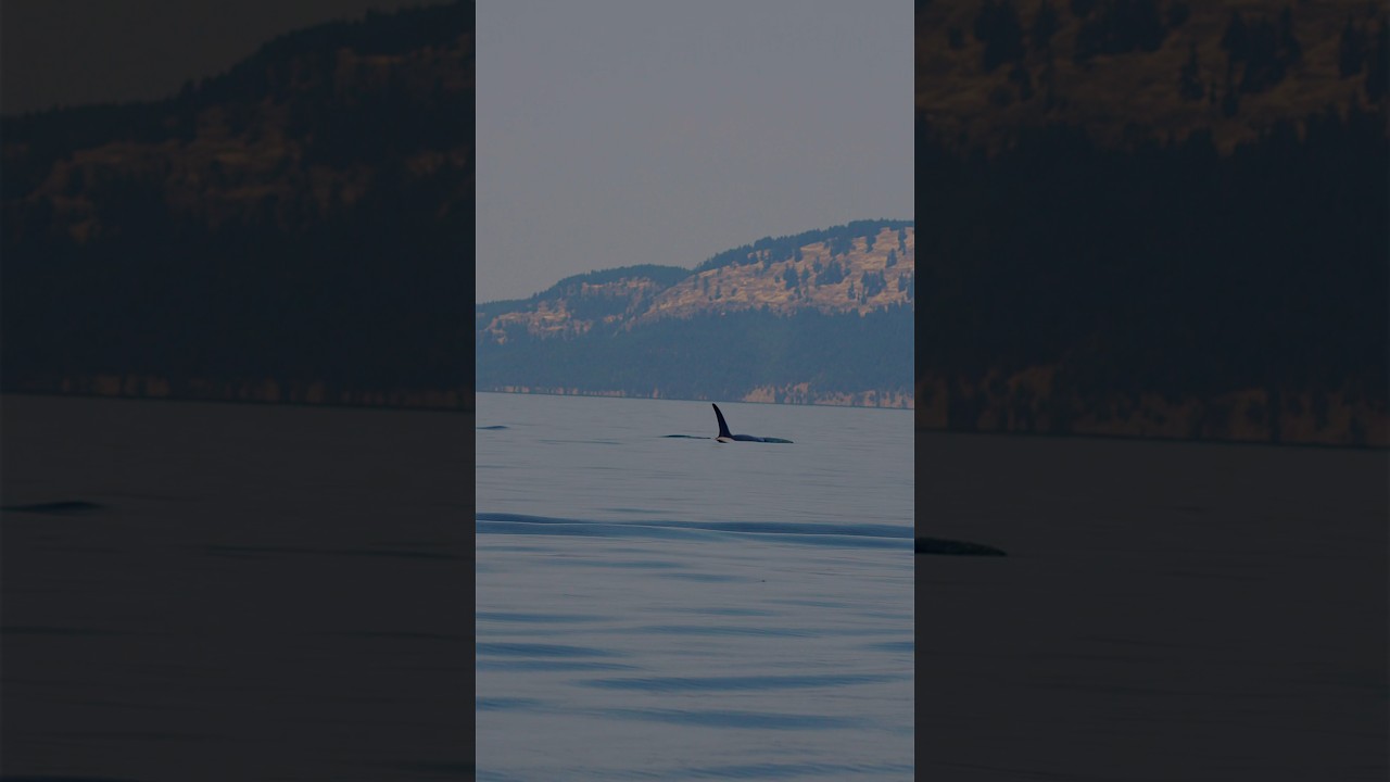 Our Amazing San Juan Island Adventure… with Orcas!