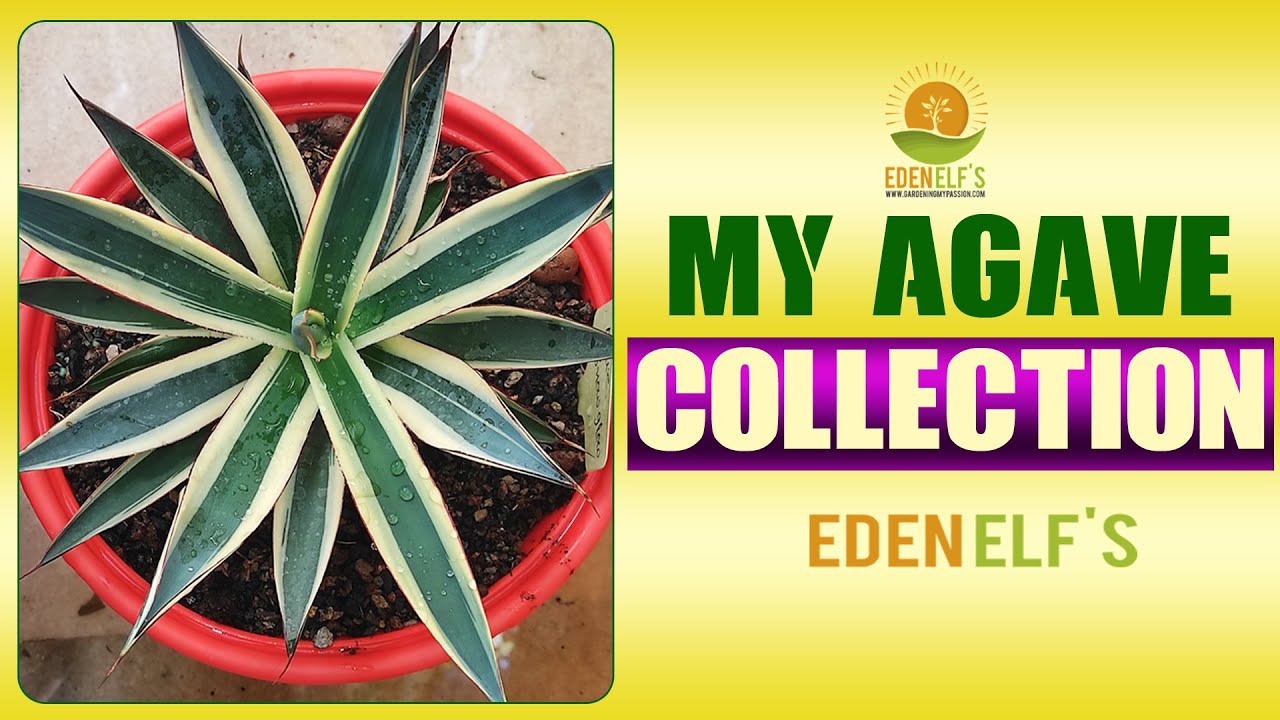 My Agave Collection. | Eden elf's