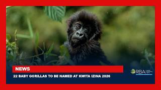 22 baby gorillas to be named at Kwita Izina 2026