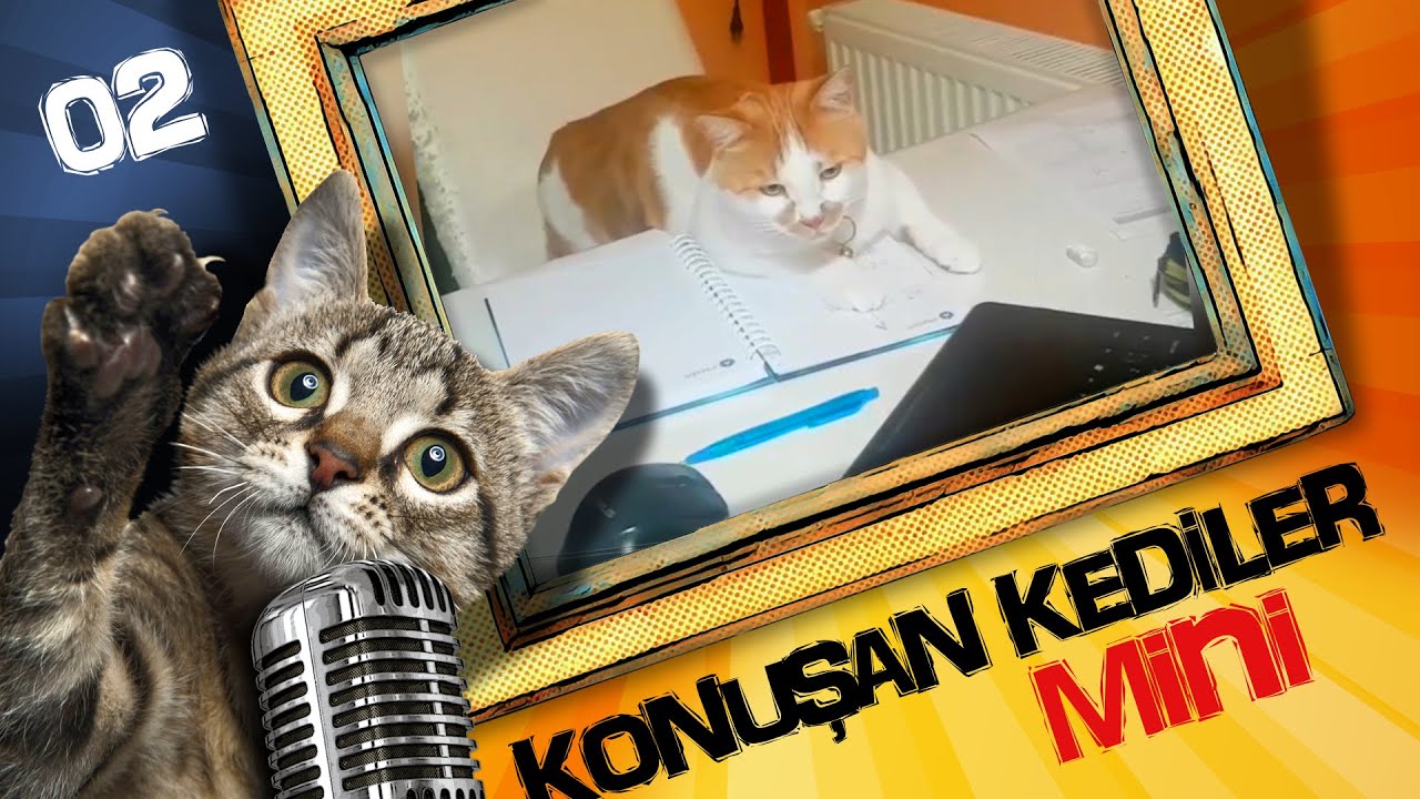 Konusan Kediler 5 En Komik Kedi Videolari Youtube