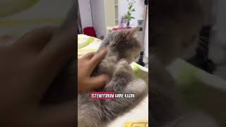 Hava Scaaahtr  kefet baileys cat cats catshorts love