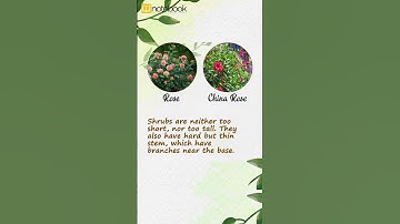 CBSE Class 6 Science – Getting to Know Plants | Notebook Learning