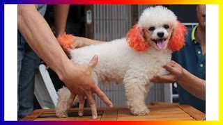 Funny Poodle Tiny - Funny Dog Cute by Lisa Hudberman 231 views 7 years ago 11 minutes, 18 seconds