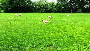 Dive bombing swallows