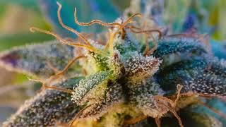 Cvetovi Close-up Terpeni Canexus