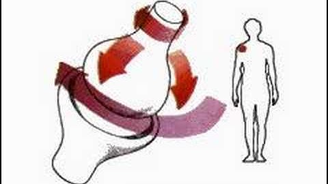 Movement of the Joints