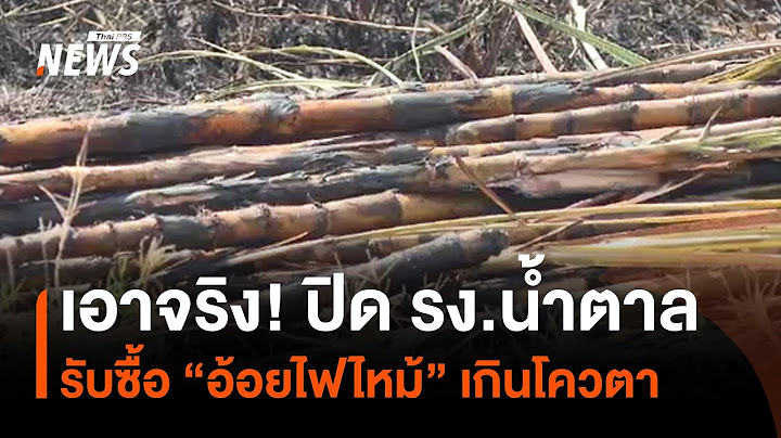 ปิดโรงงานน้ำตาล รับซื้ออ้อยเผา เกินโควตา | Thai PBS News
