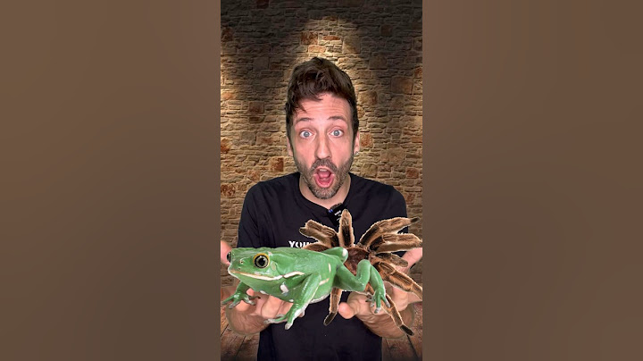 Tarantulas and Frogs 👀 #funfact