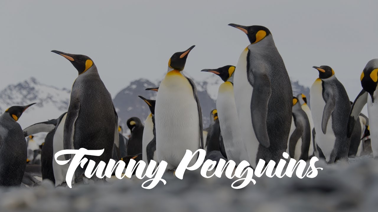 cute cats for sale EXCLUSIVE! Funny penguins only here!