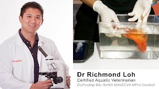 How to treat a floating bloated Goldfish with a swim bladder disorder with Dr Loh Fish veterinarian