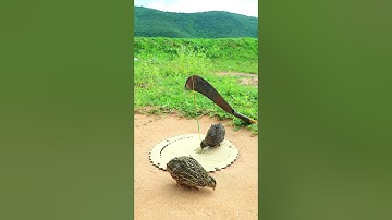 Creative Bird Trap - Quail Trap #bird trap technique #shorts