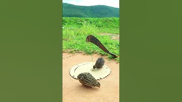 Creative Bird Trap - Quail Trap #bird trap technique #shorts