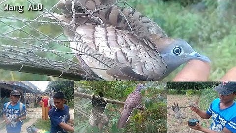 VLOG 🔴 Mikat Burung Perkutut Lokal Alam Dengan Jerat Jeplak | Lumayan Poin 2 Ekor