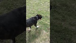 Video of adoptable pet named Oscar Video of adoptable pet named Oscar