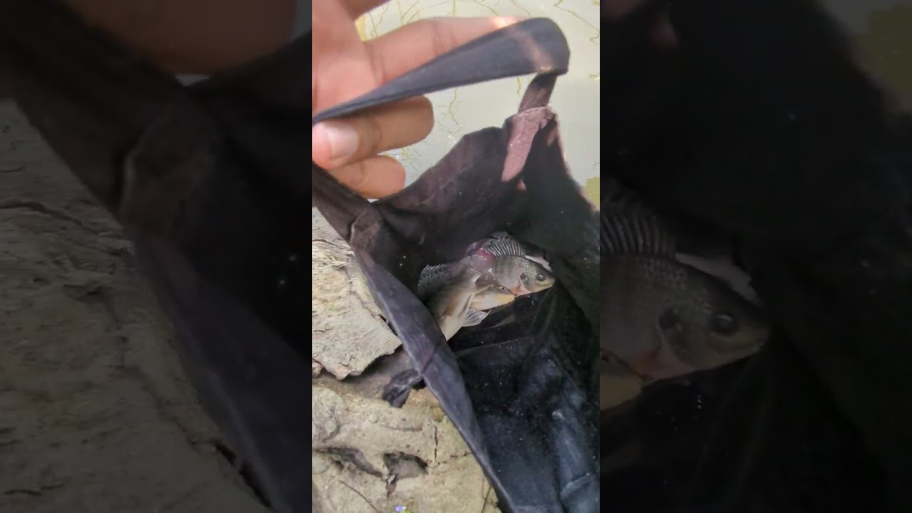 Catching fish in a pond using a fishing hook  