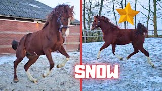 Rising Star Gets To Play In The Snow Pucky Shake Friesian Horses