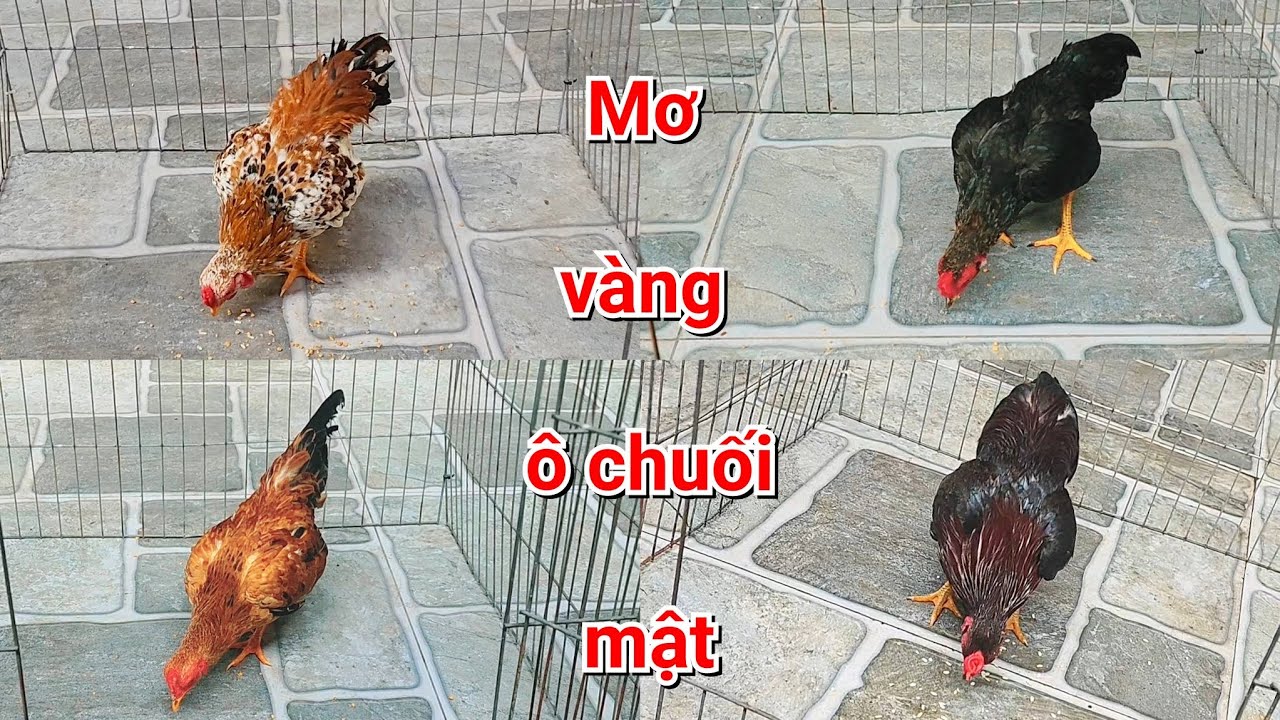 Gà tre bắc : 1 số em gà trống sung căng màu đẹp