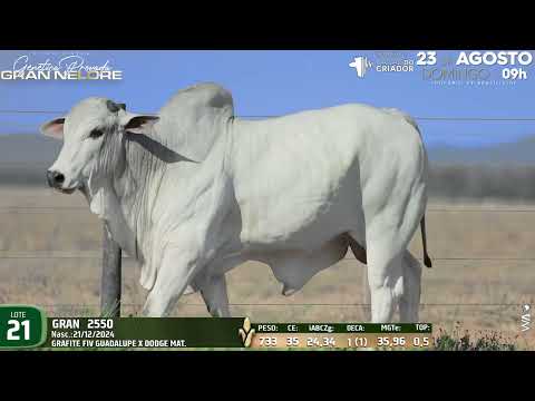 LOTE 21