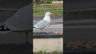 Salty hoping that no one will snatch his dinner 😅 #seagull #shorts
