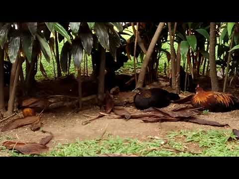I Found Chickens! Part 18 | The Squaking Hen (Lol)