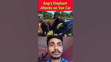 Angry Elephant Attacks on a Van Car || Elephant Attacks || wild Animals Attack#shorts#elephant#video