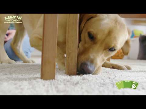 lily's kitchen wet puppy food