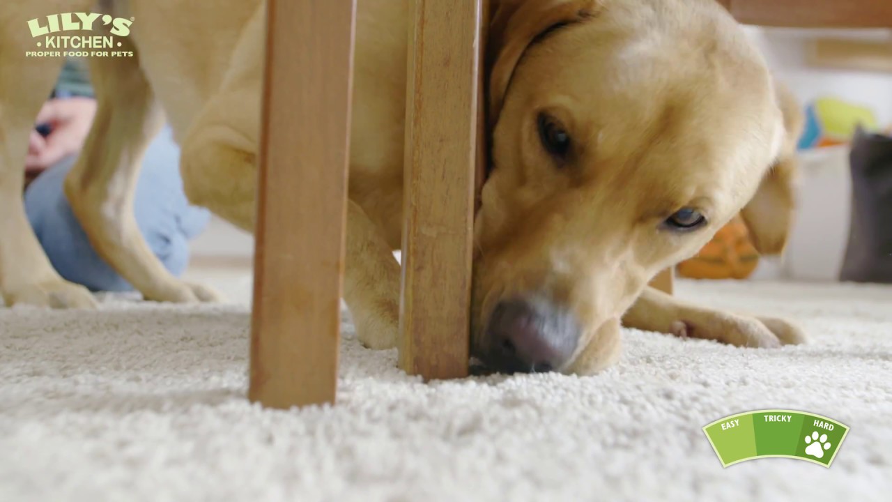 Ludo goes on a treasure hunt with the “Find It” dog training game