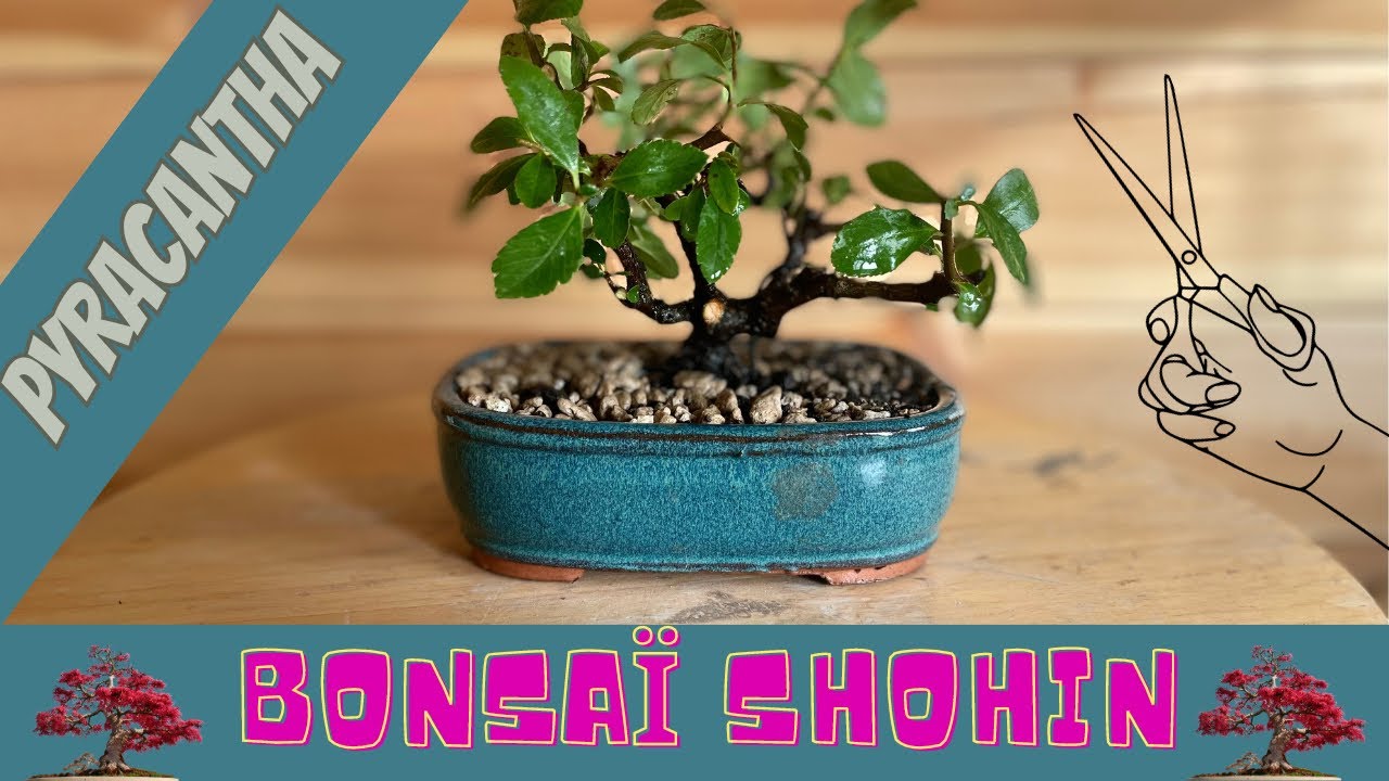 SHOHIN BONSAÏ 🌳PYRACANTHA 🌳 YouTube