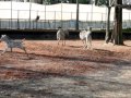 熊本市動植物園　シマウマの「ヤマト」デビュー！！