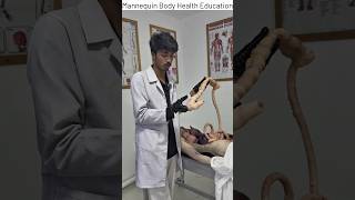 Digestive System Explained | Clinical Mannequin Health Education