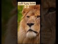 فخامه وهيبة الاسد نظرات تاقبة الأسود حيوانات Shorts Animals Lion Natural طبيعة 