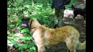 Full Year One With A Leonberger Puppy!! News