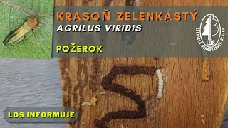 Krasoň zelenkastý (Agrilus viridis) - požerok