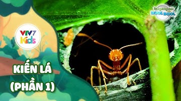 Thế giới kỳ diệu của Bool Bool - Mùa 1 - Số 01 | KIẾN LÁ (PHẦN 1) | VTV7
