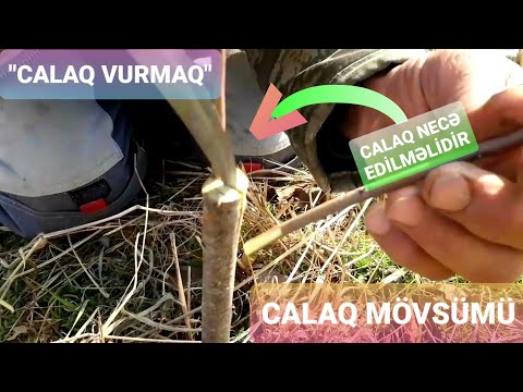 Video: Elektra nə vaxt canlanır?