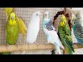 3 hour Gentle Budgie Chirps for Sad Birds 🐦💛 | Soothing Sounds