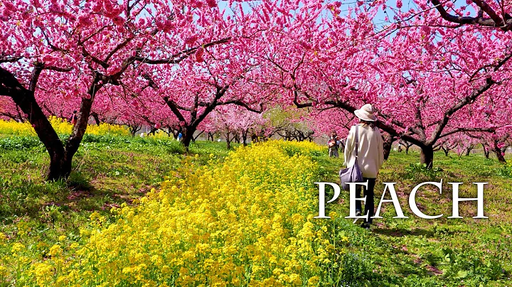 【PEACH blossoms】 The world was covered with Peach blossoms.福島、群馬で花桃が満開 #4K - DayDayNews