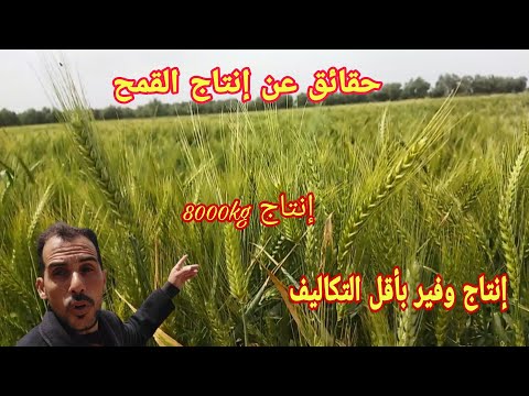 حقائق ومعلومات عن إنتاج القمح اللين فارينة وما هو اجود الاصناف كم تكلفة الهكتار وكم ينتج
