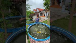 Upgrade sistem aerasi kolam nila