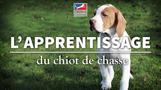 L'APPRENTISSAGE DU CHIOT  Chiens de chasse Ep 2