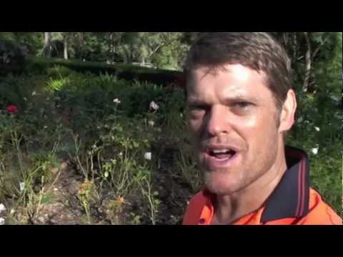 HOW TO PRUNE ROSES THE EASY WAY - YouTube